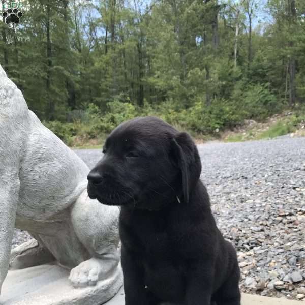 Big Boy, Chocolate Labrador Retriever Puppy